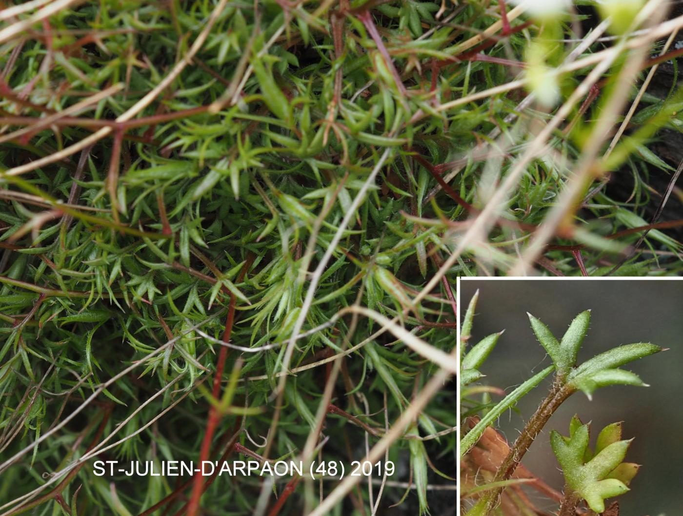 Saxifrage, Mossy leaf